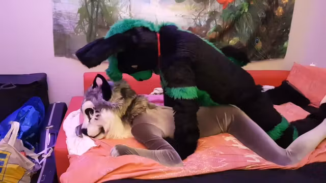 Bunny Breeds A Kitty Fursuit Yiff